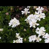 Corbeille d'argent, Iberis Sempervirens (fam Brassicacees) (Europe meridionale) (4)